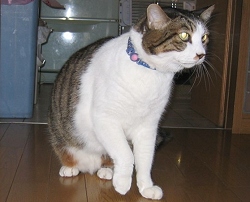 ʐ^F󂿂