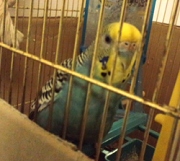 きょうこちゃん（セキセイインコ．雌）