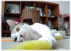 レオンちゃん（ミックス．雄）