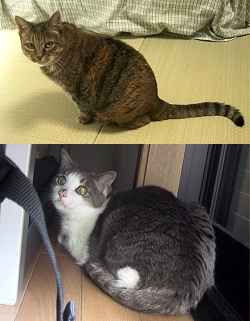 ミイコちゃん＆コリャちゃん