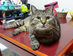 写真：みーすけ君