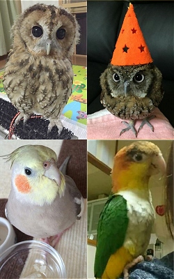 写真：すずちゃん他